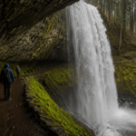 Forests at Silver Falls State Park