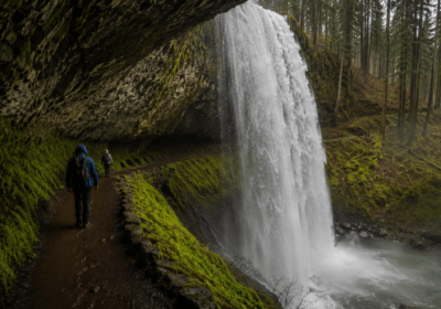 Forests at Silver Falls State Park